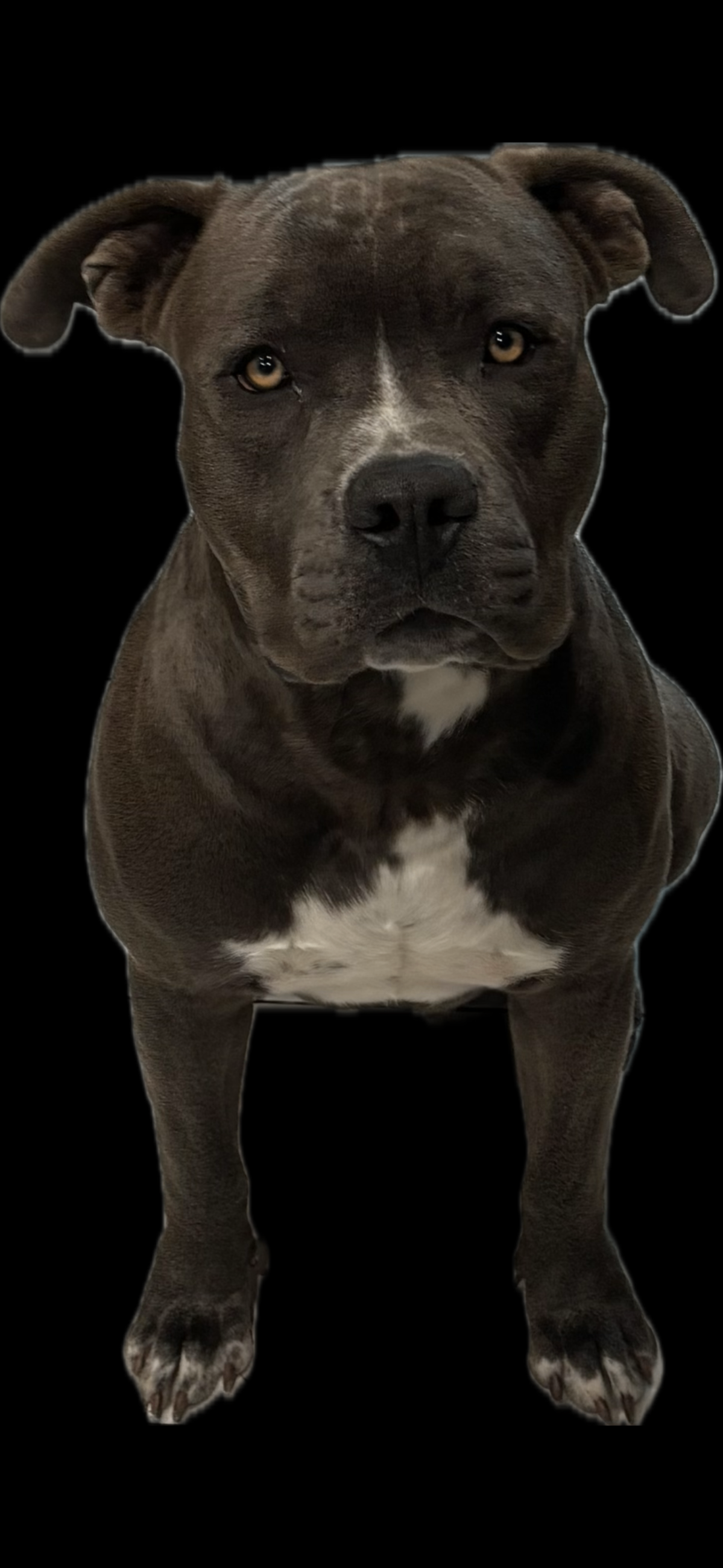 Photo of American staffies puppies for sale