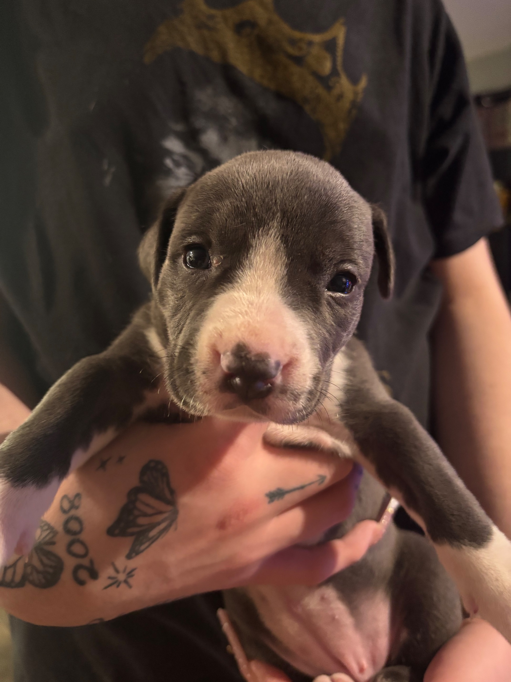 Photo of American staffies puppies for sale