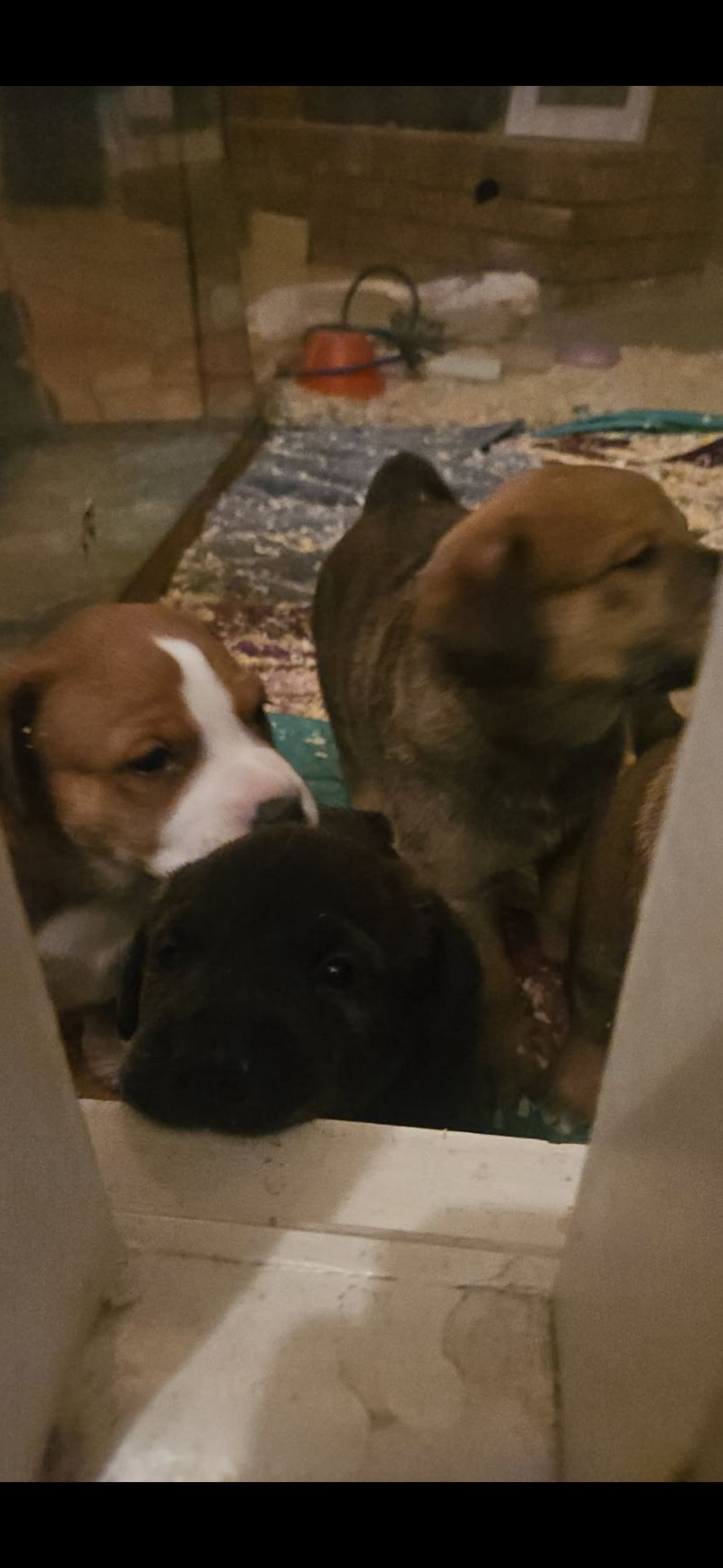 Photo of Puppies for sale