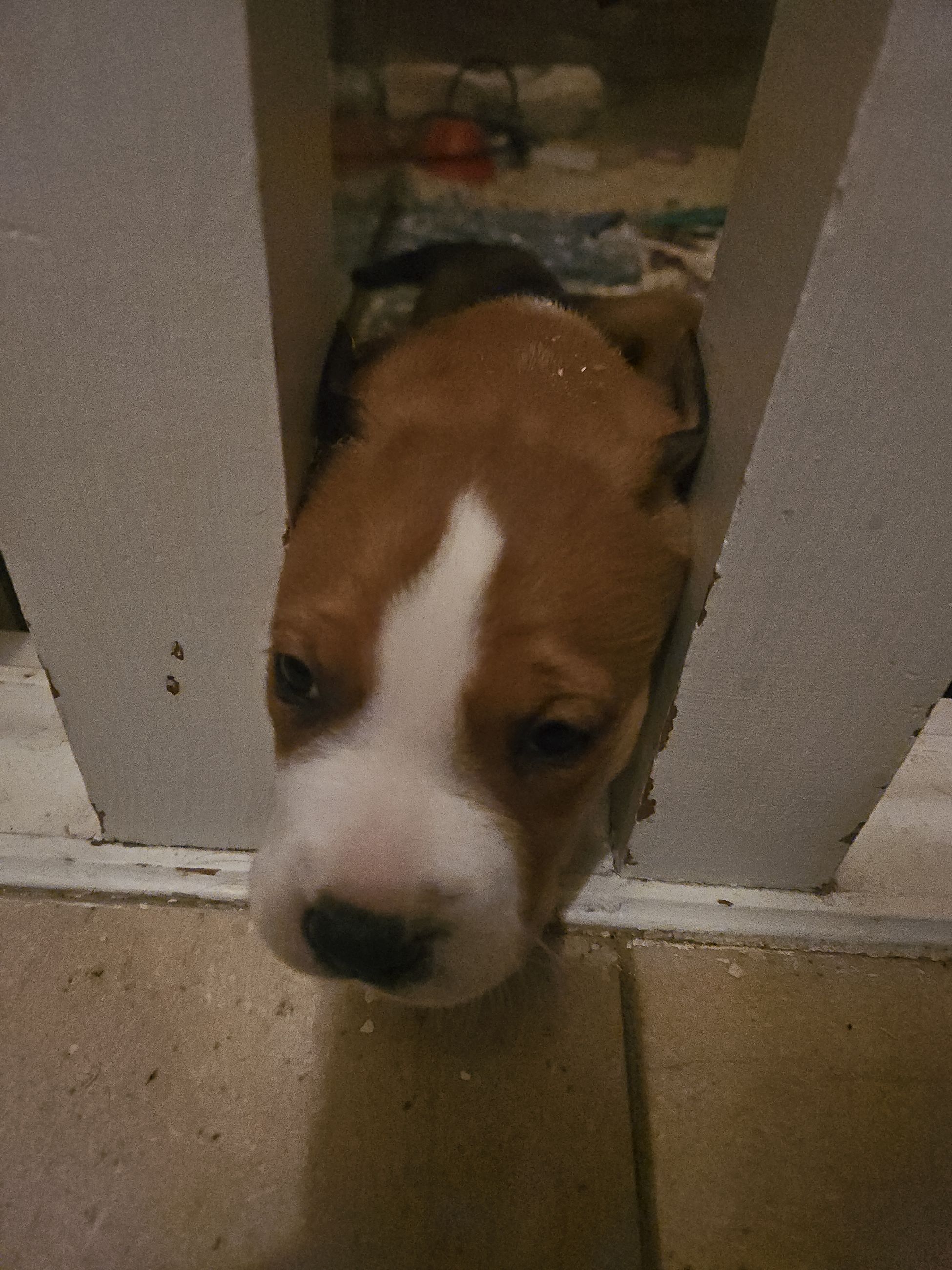 Photo of Puppies for sale