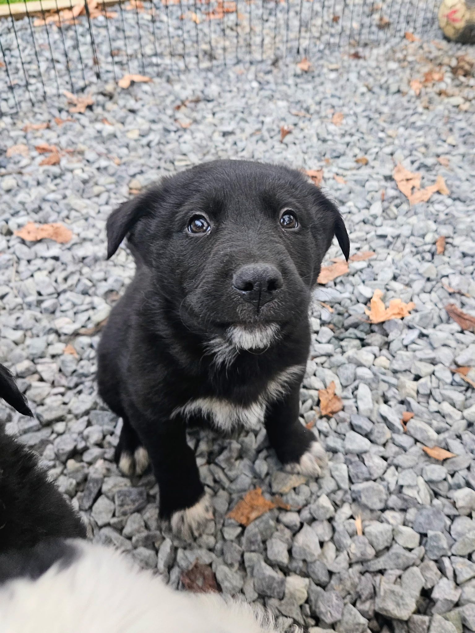 Christmas puppies Lab-Rottweiler/Border collie  - 4 - 1765330173575_1000007839