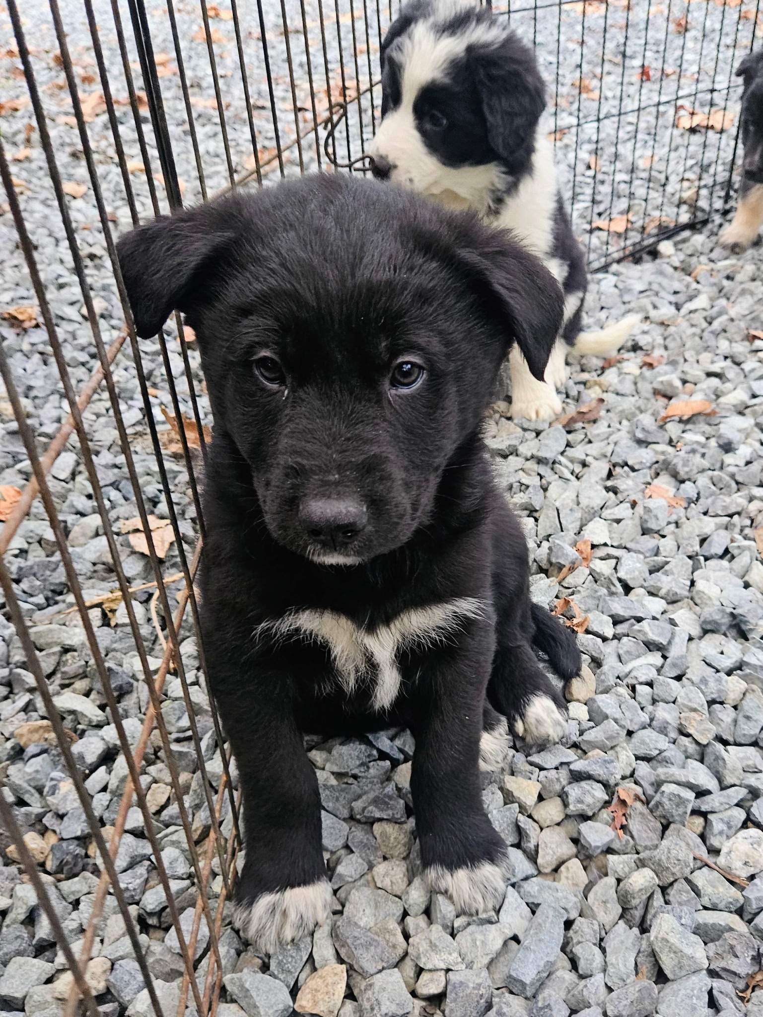 Christmas puppies Lab-Rottweiler/Border collie  - 6 - 1765330173751_1000007841