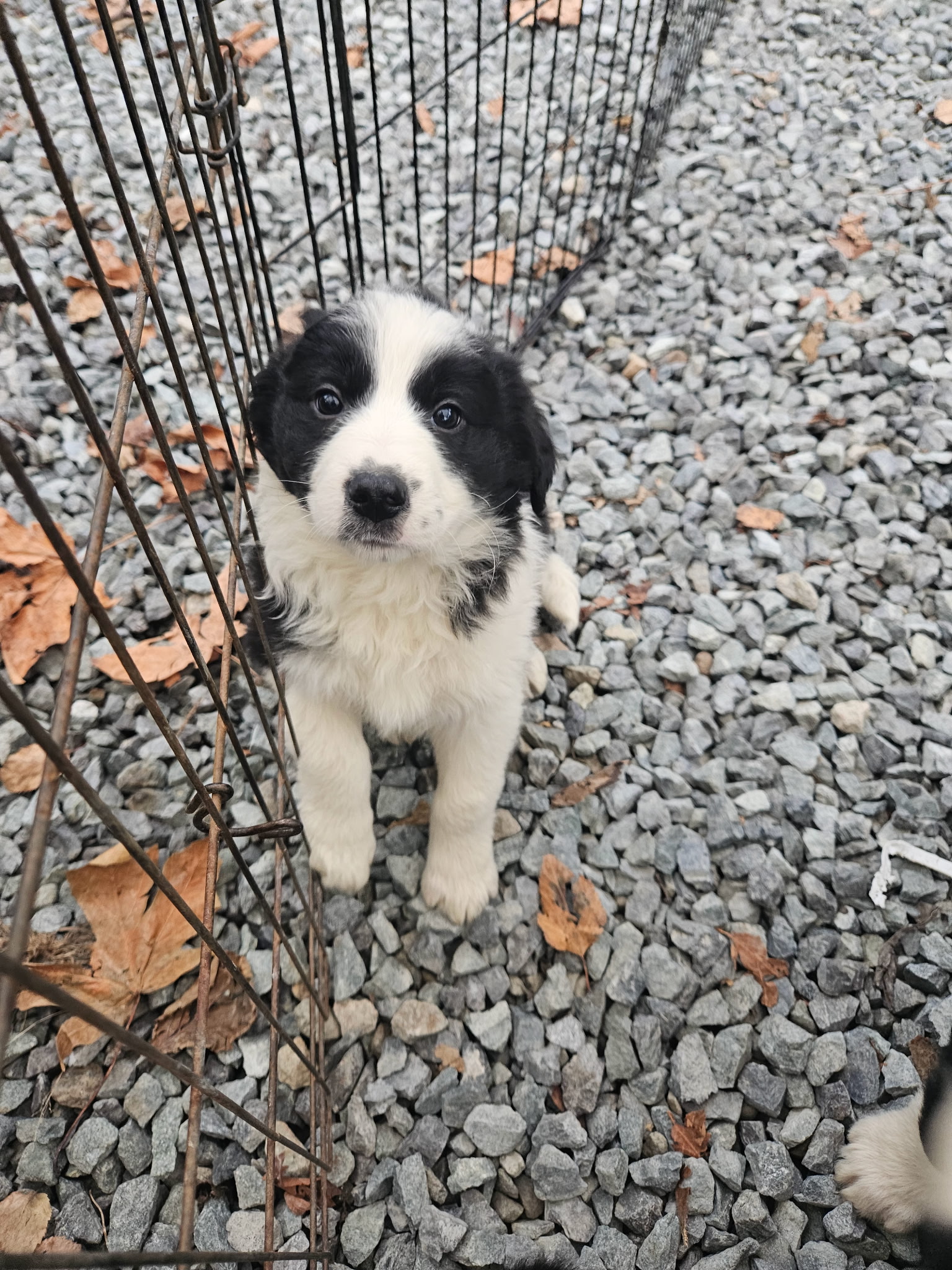Photo of Christmas puppies Lab-Rottweiler/Border collie 