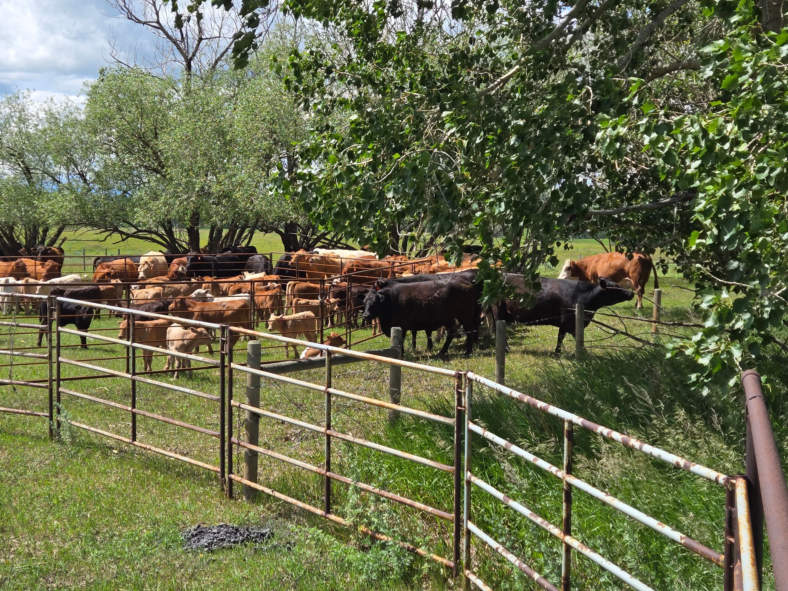 Photo of Pature Wanted