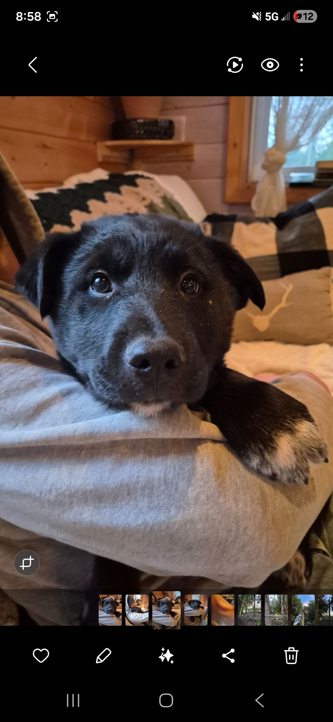 Photo of 10 week old male rottweiler/lab and border collie 