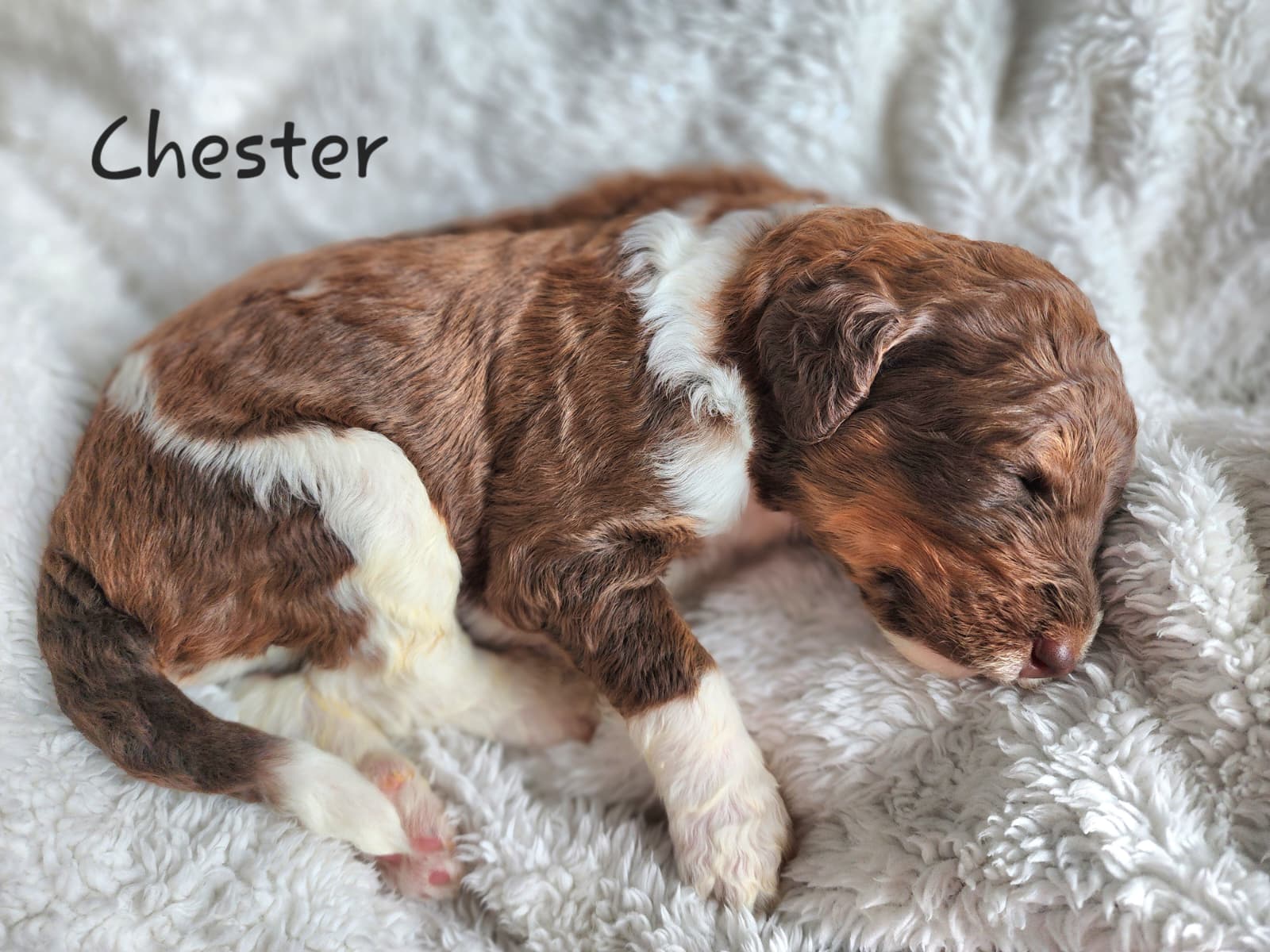 Photo of Bernedoodle Puppies (Standard Size)