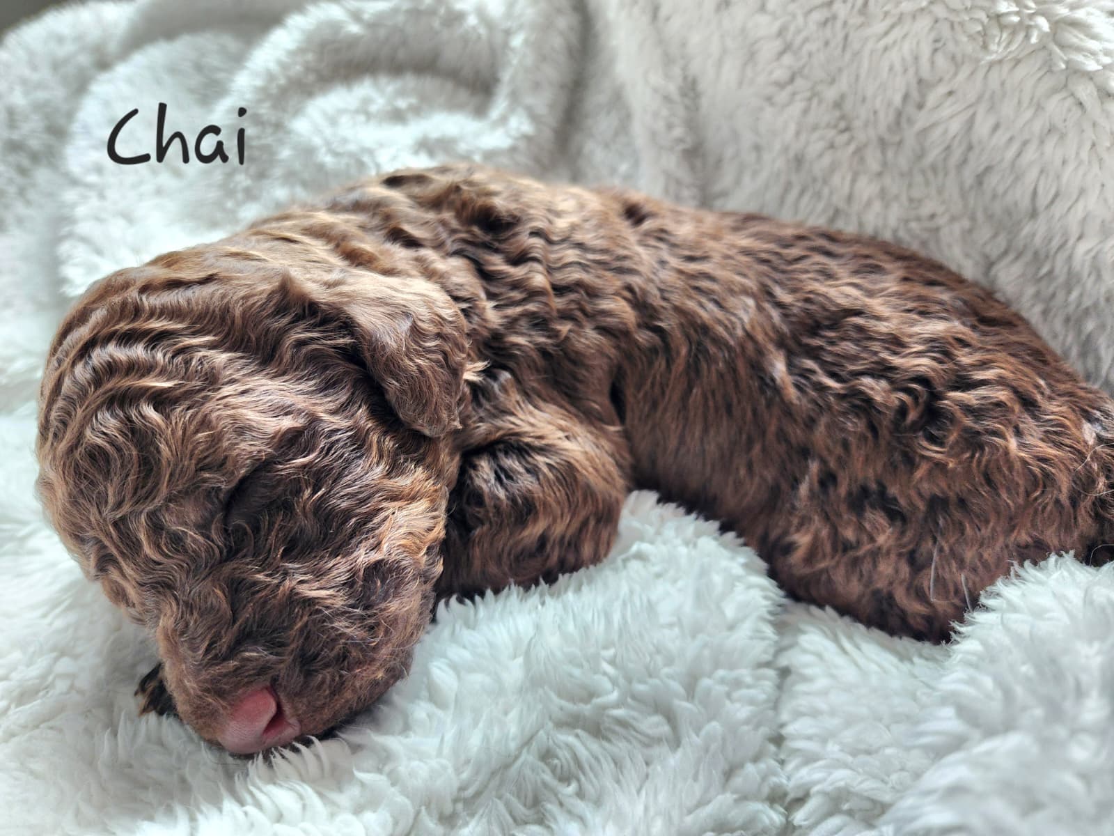 Photo of Bernedoodle Puppies (Standard Size)