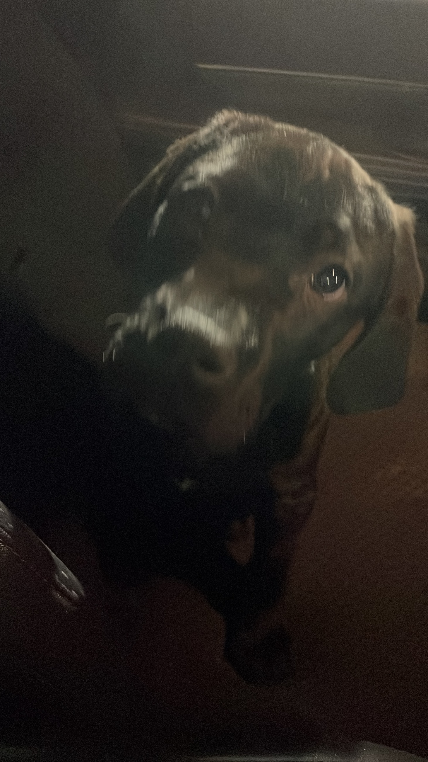 Photo of Puppy needing home