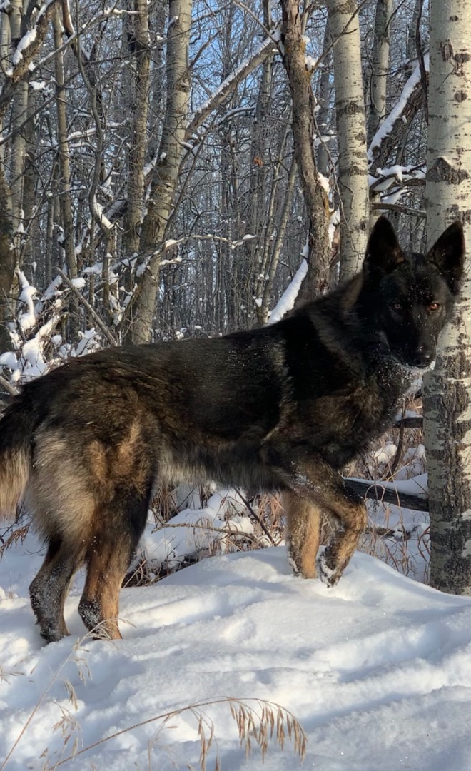 Photo of Czech x Dutch Shepherd