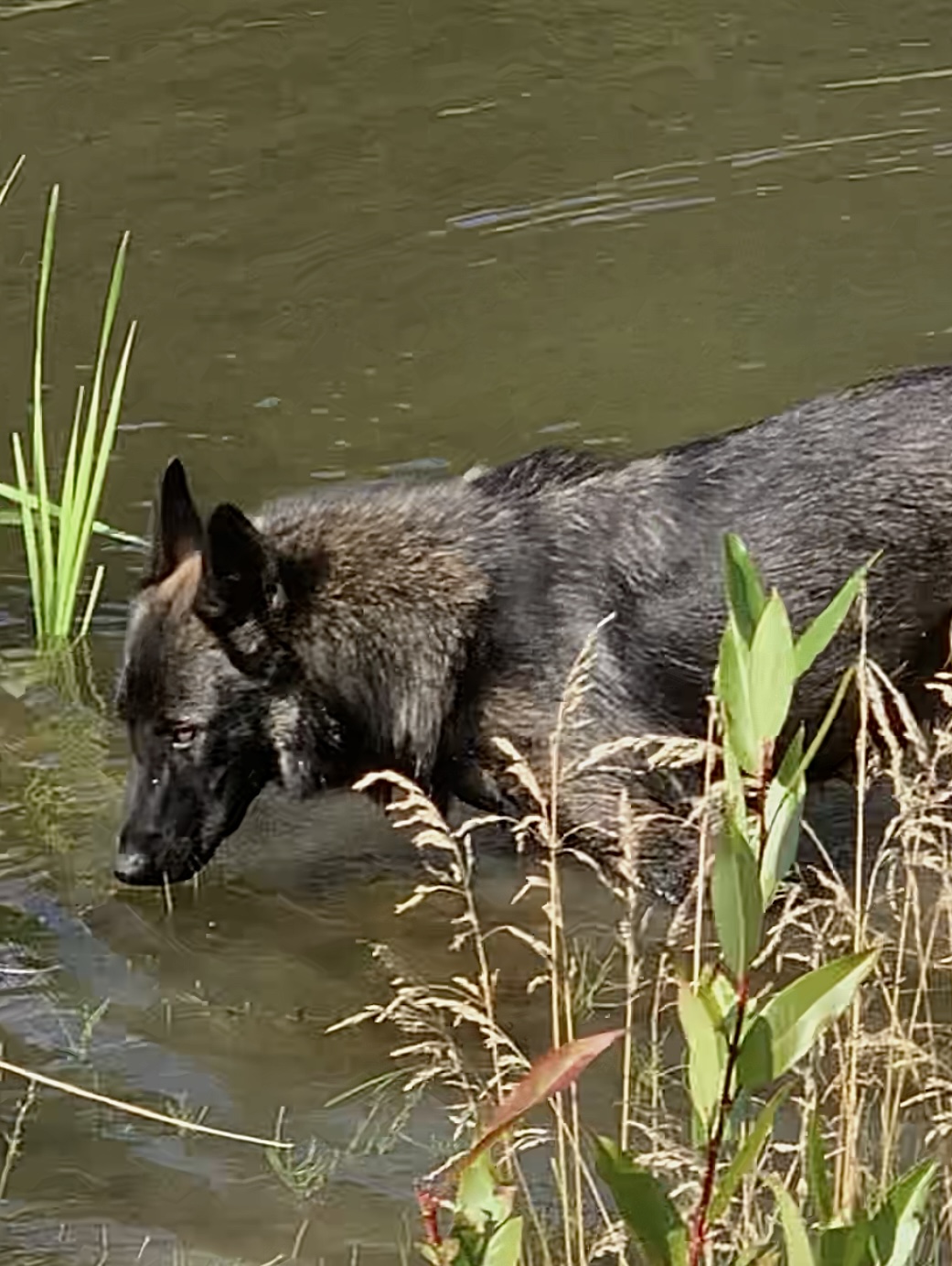 Photo of Czech x Dutch Shepherd