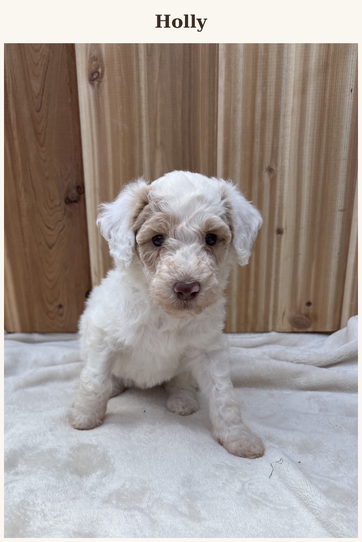 Photo of Standard Poodle Puppies