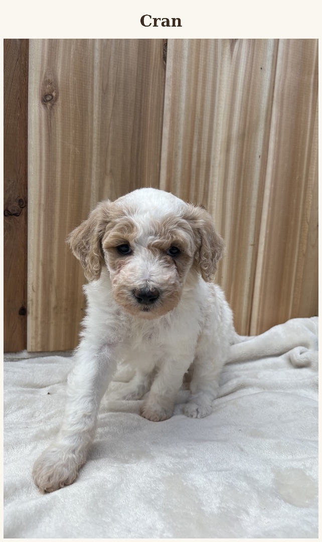 Photo of Standard Poodle Puppies