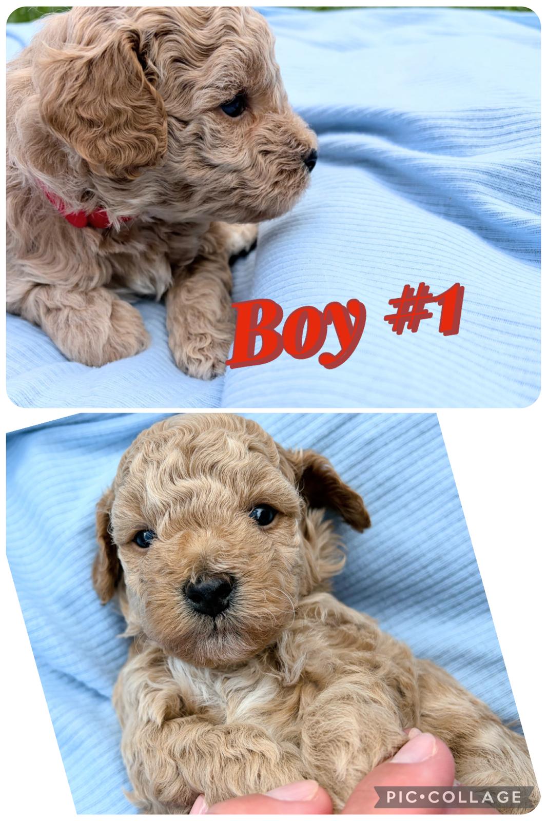 Photo of Only 4 Available!!! Adorable Bichon/Poodle (Poochon) Puppies!!!