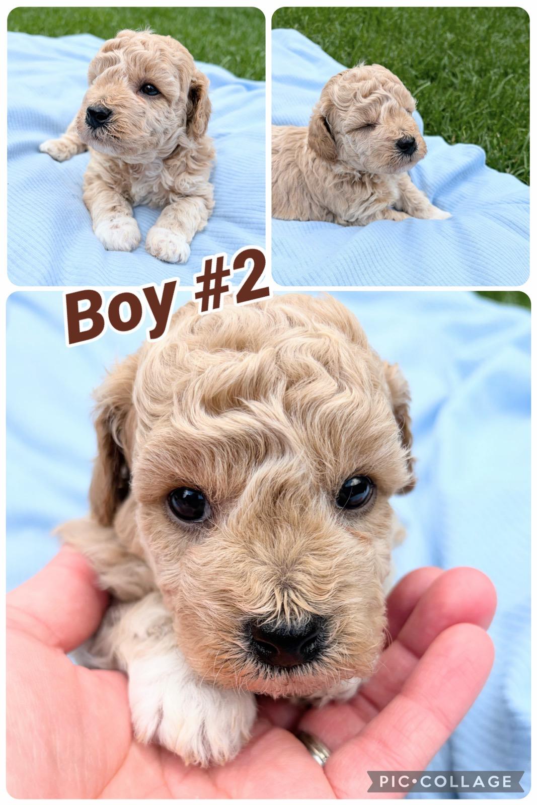 Only 4 Available!!! Adorable Bichon/Poodle (Poochon) Puppies!!! - 4 - 1782969919786_Boy #2