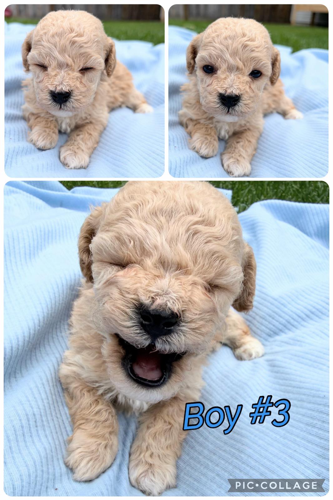 Photo of Only 4 Available!!! Adorable Bichon/Poodle (Poochon) Puppies!!!