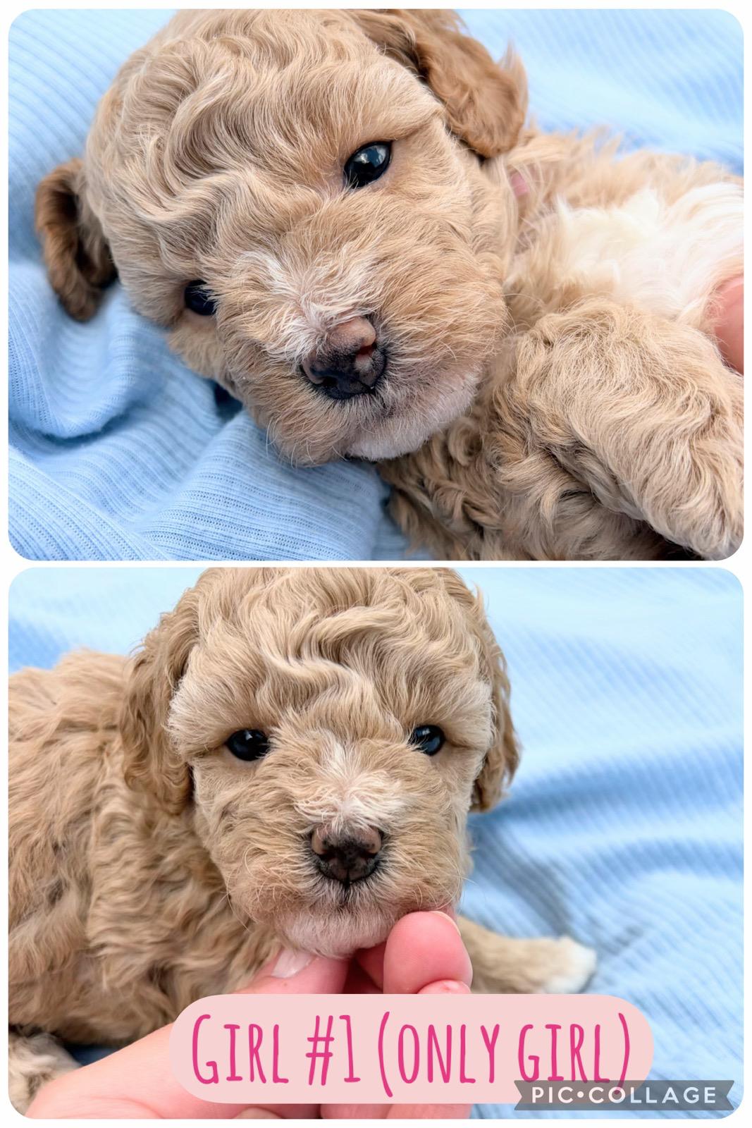 Only 4 Available!!! Adorable Bichon/Poodle (Poochon) Puppies!!! - 5 - 1782969919786_Girl #1