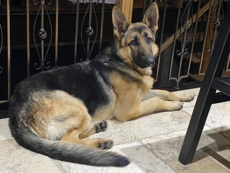 German Shepherd puppies - 5 - 1787174491807_6850cc5d-4ab9-45ab-86fb-32603d4f8115