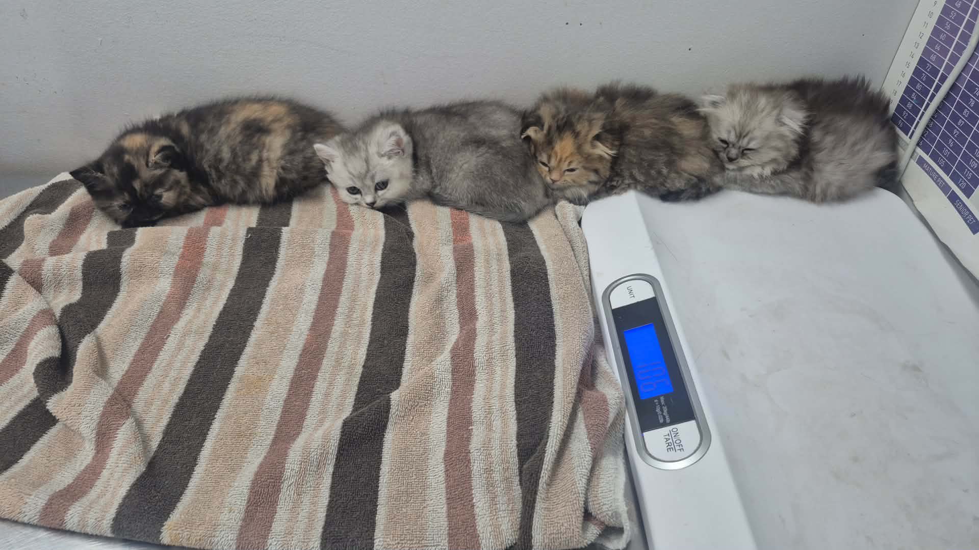 BSH kittens - 4 - 1789602449974_1000059564