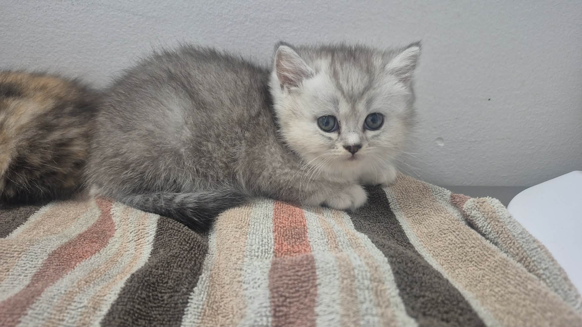 Photo of BSH kittens