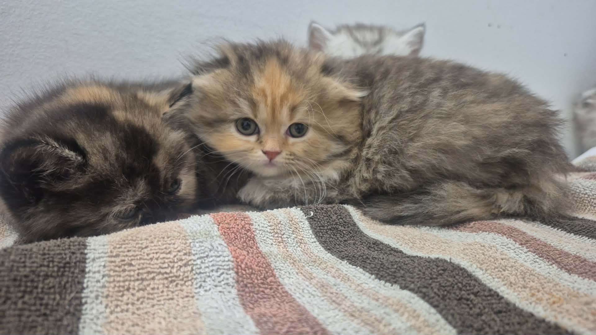 Photo of BSH kittens