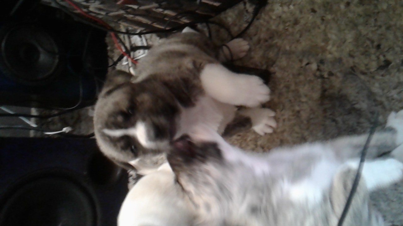 Photo of Bull mastiff x American Akita puppies