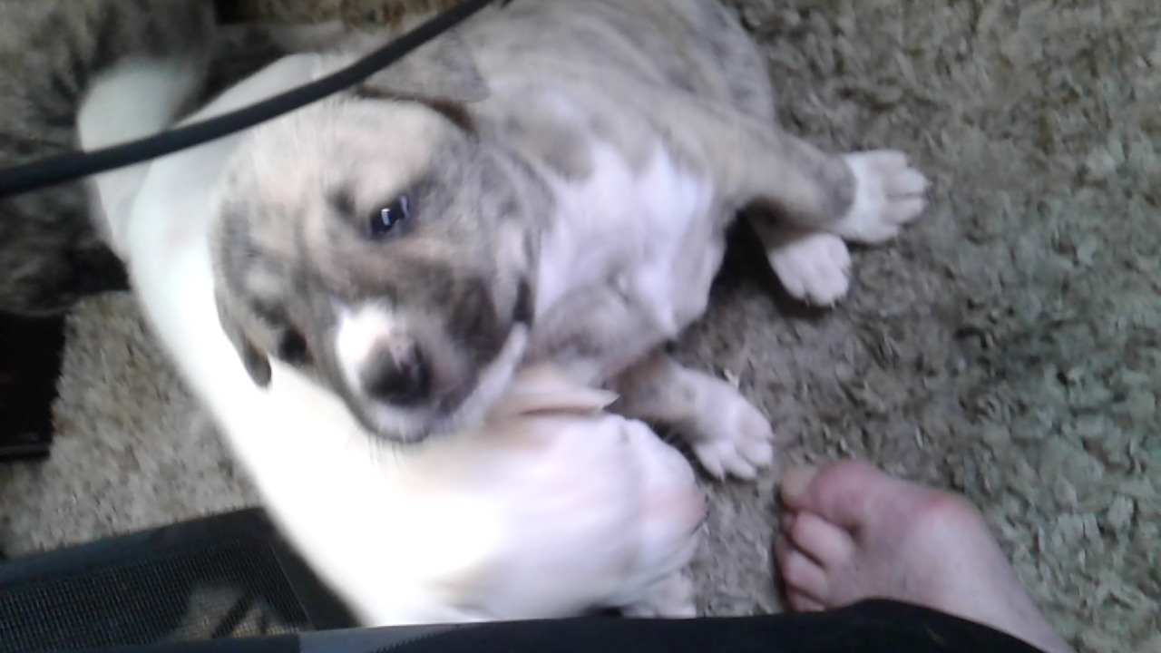 Bull mastiff x American Akita puppies - 4 - 1790547634799_20260926_143930_00