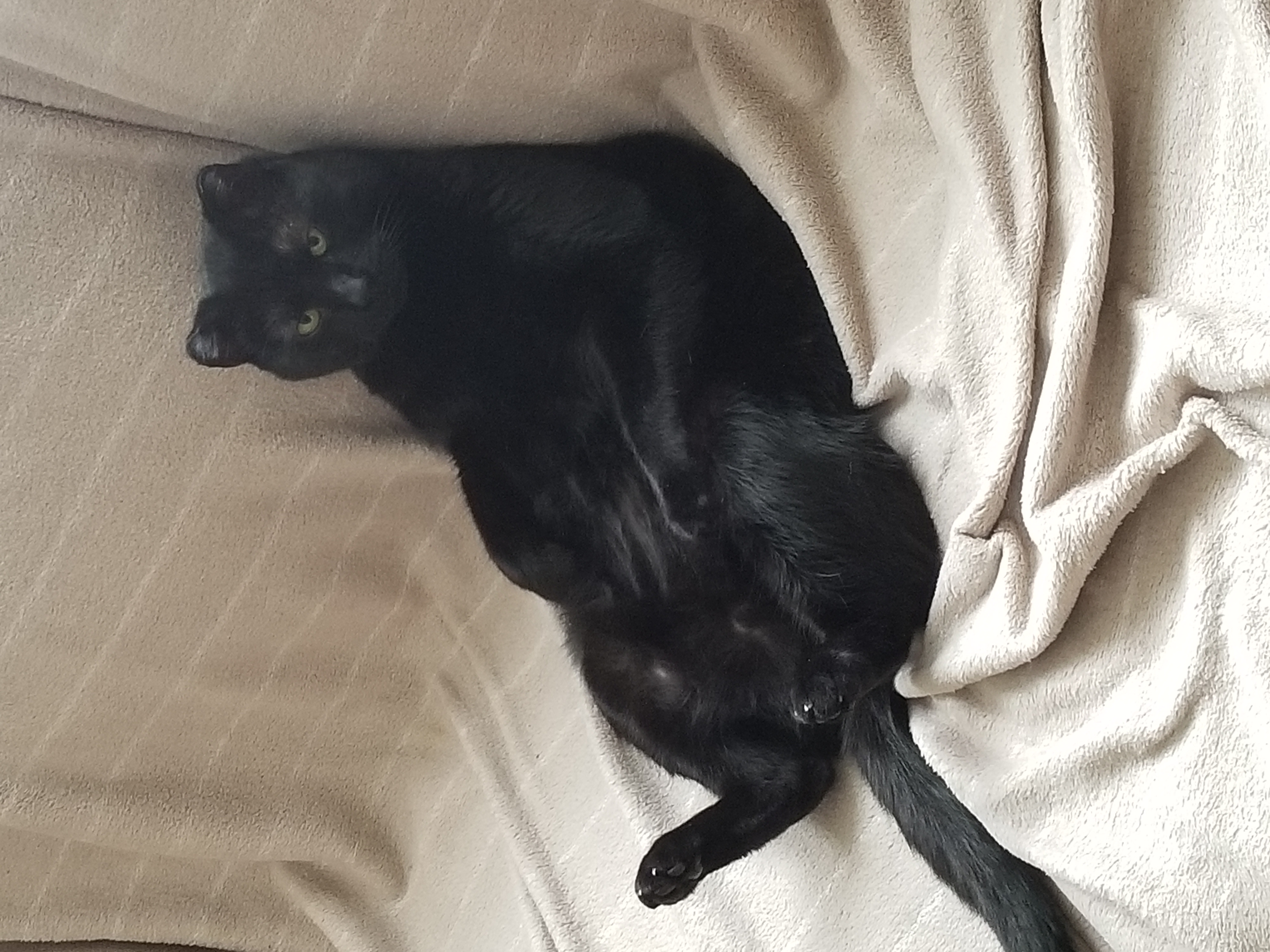 southpawsudz's avatar